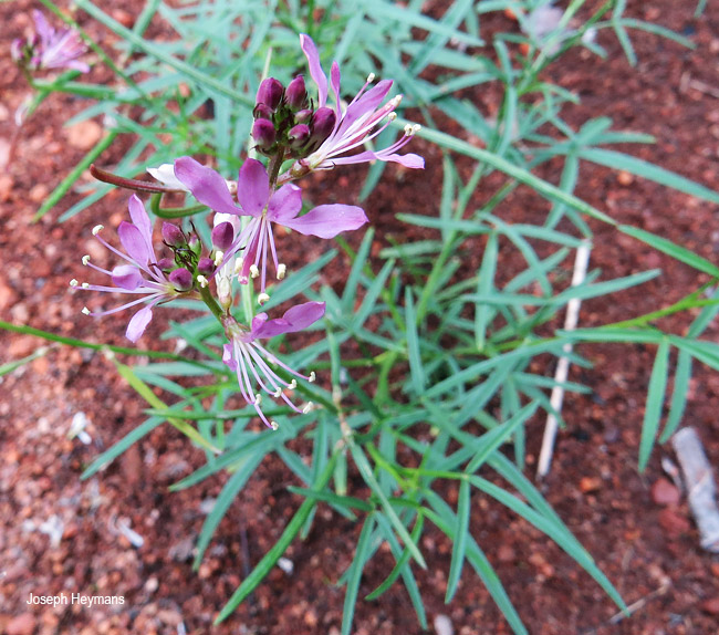 Cleome macrophylla